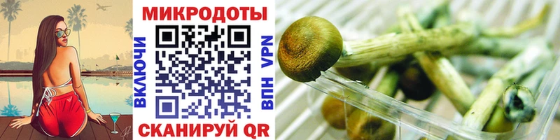 где продают наркотики  Барыш  Псилоцибиновые грибы Psilocybe 